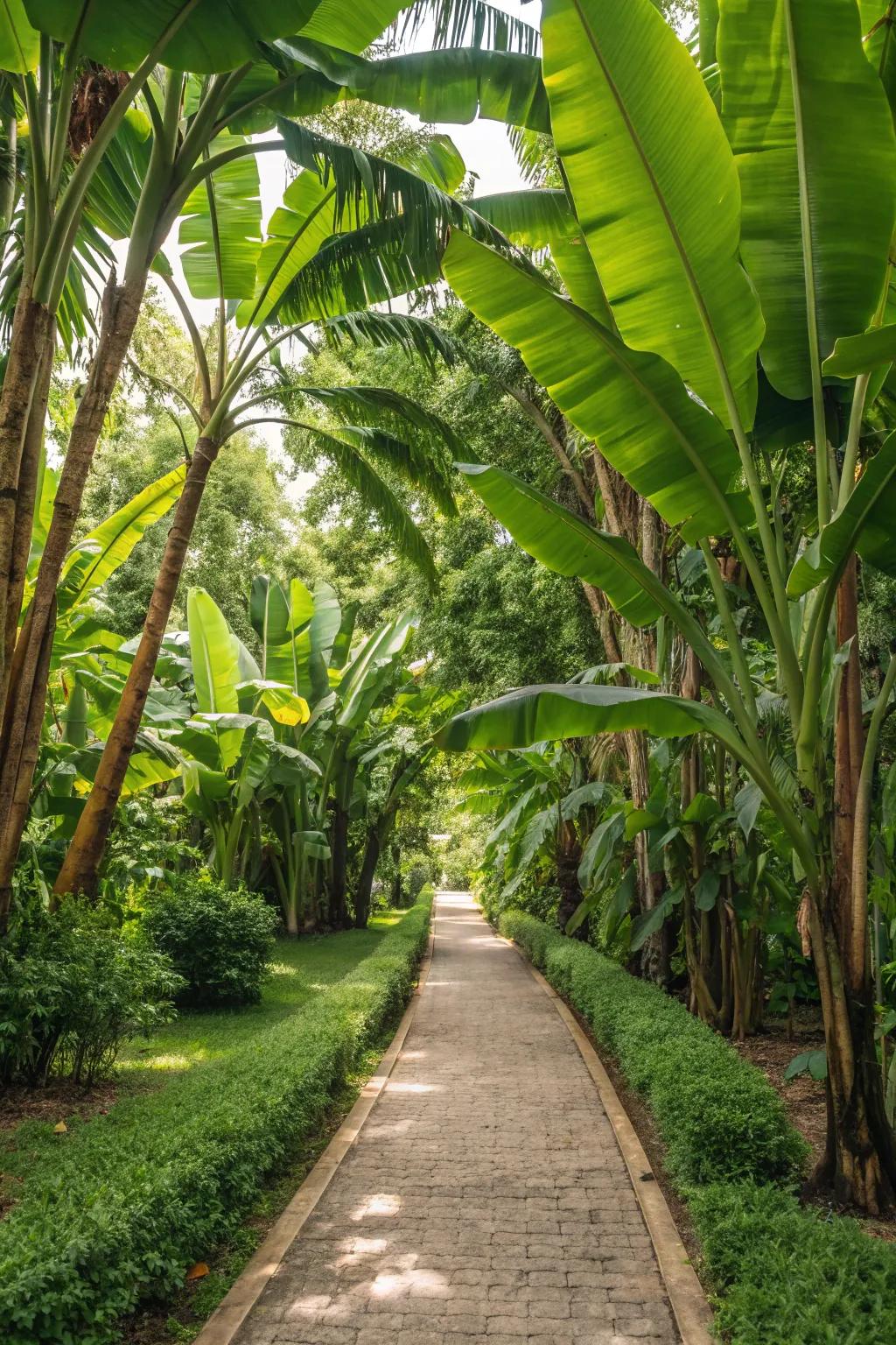 Design a stunning entrance featuring banana trees lining your garden path.