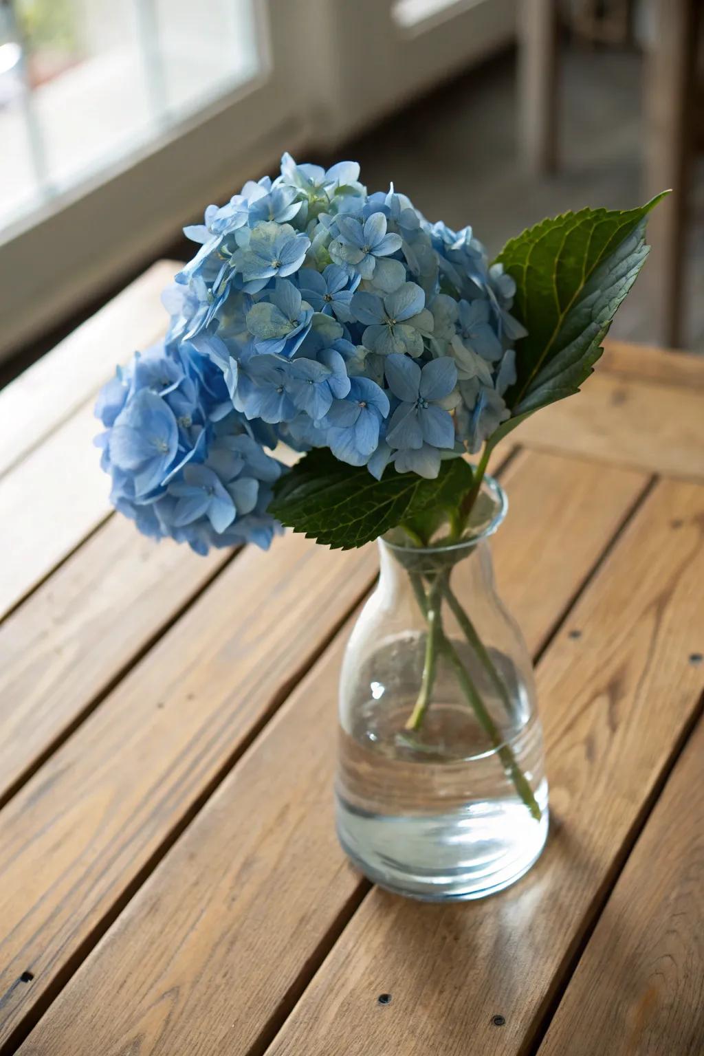 A solitary azure hydrangea graces a glass vase, embodying simple elegance.