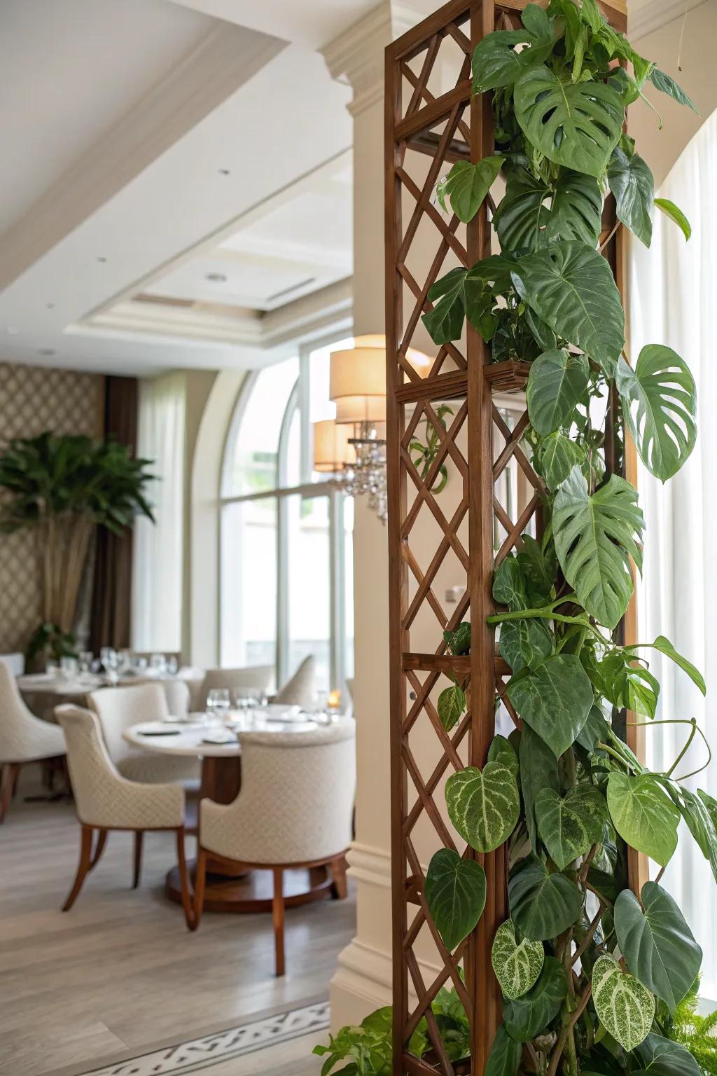 Elevate your interior with a stunning trellis for your Monstera