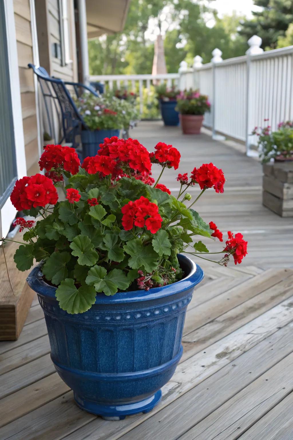 Vivid red geraniums stand out against a timeless blue ceramic container on a cozy wooden porch.