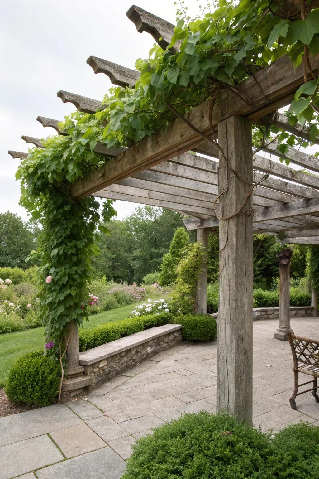 A vine-covered pergola crafts a serene, naturally shaded getaway.