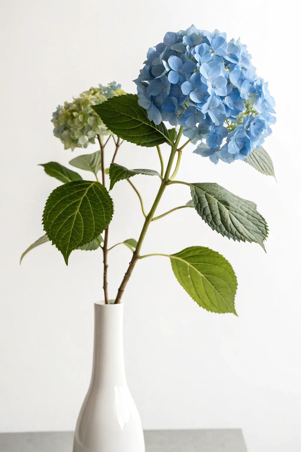 The minimalist approach with a solitary azure hydrangea stem.