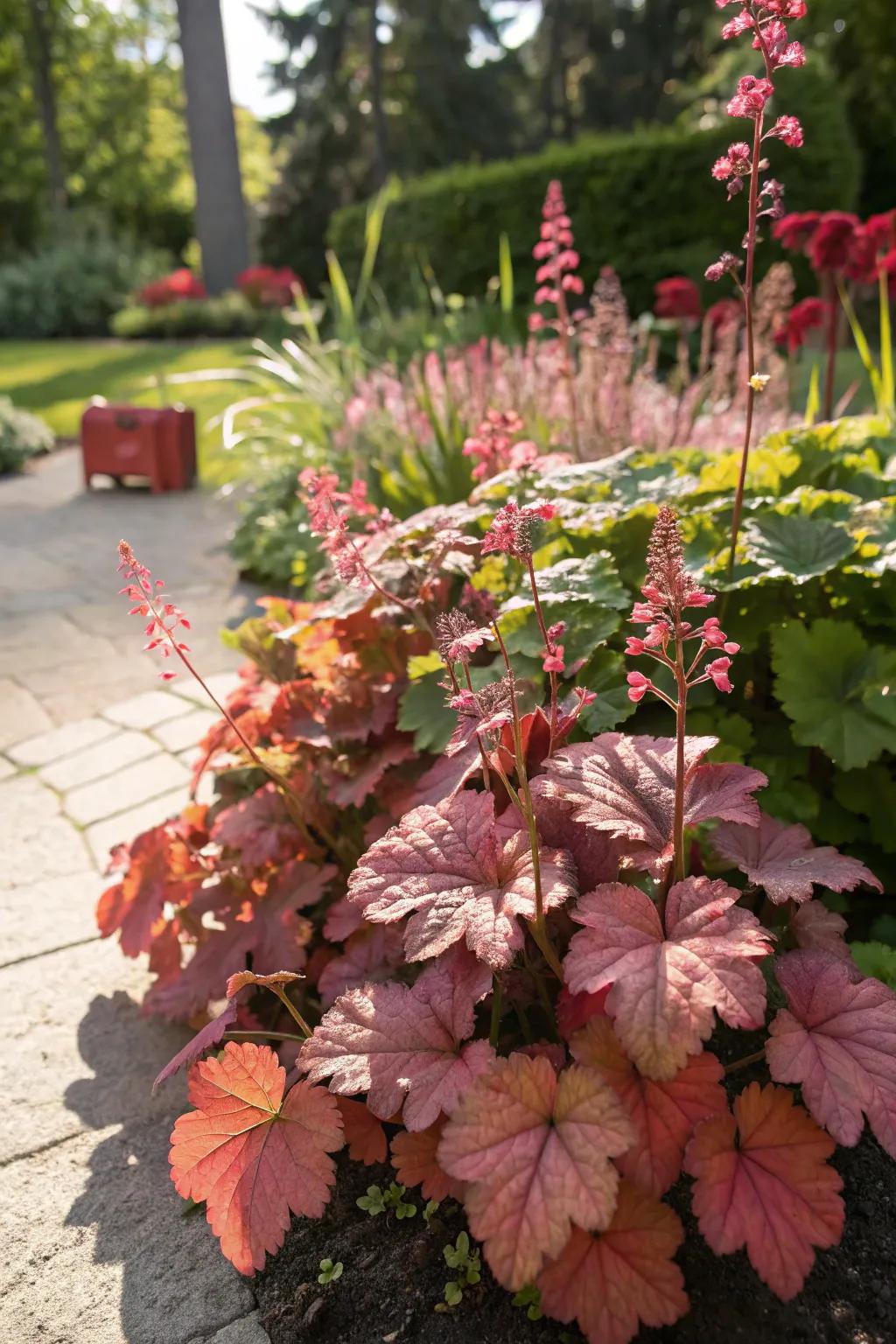 Coral bells thriving in a sunny spot, showcasing their resilience.