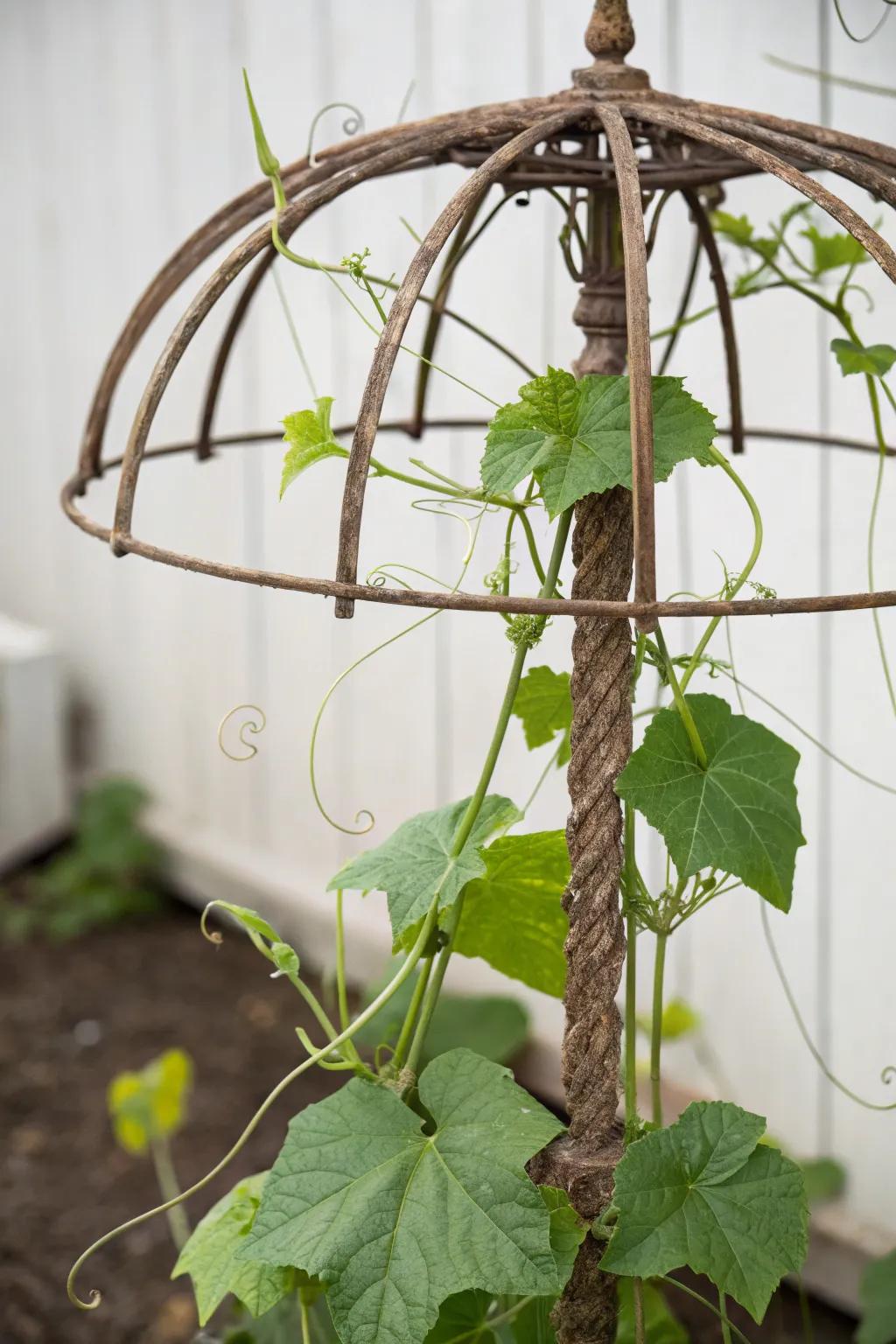 Give your garden a quirky makeover using a repurposed parasol framework structure.