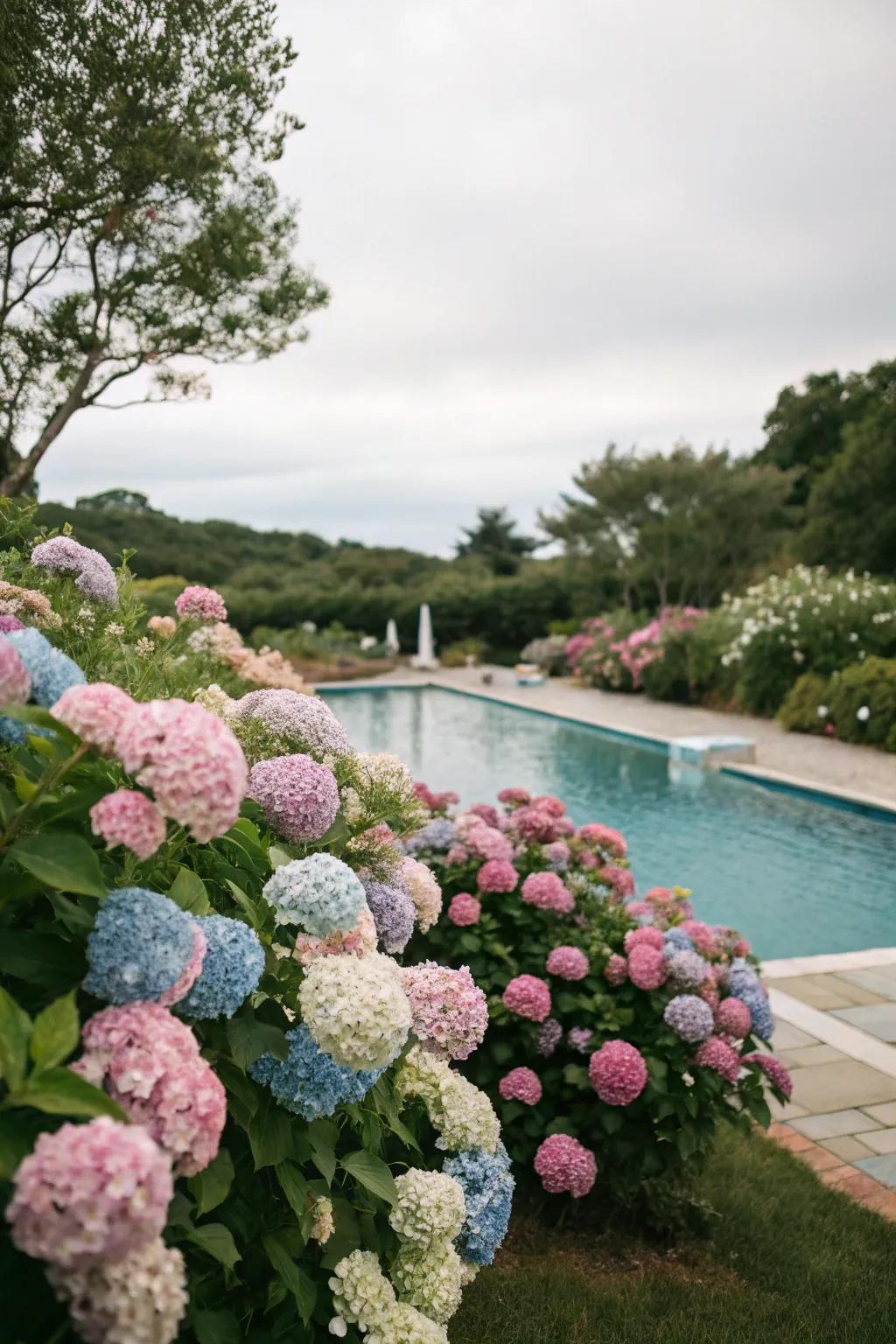 Hydrangeas provide a dramatic floral display by the pool.