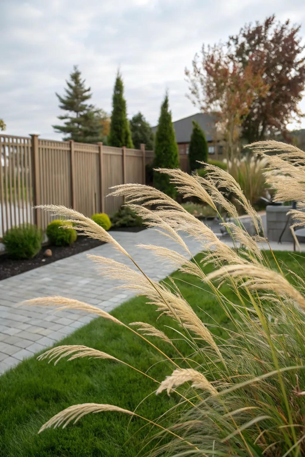 Ornamental grasses offer a soft, lively screen.