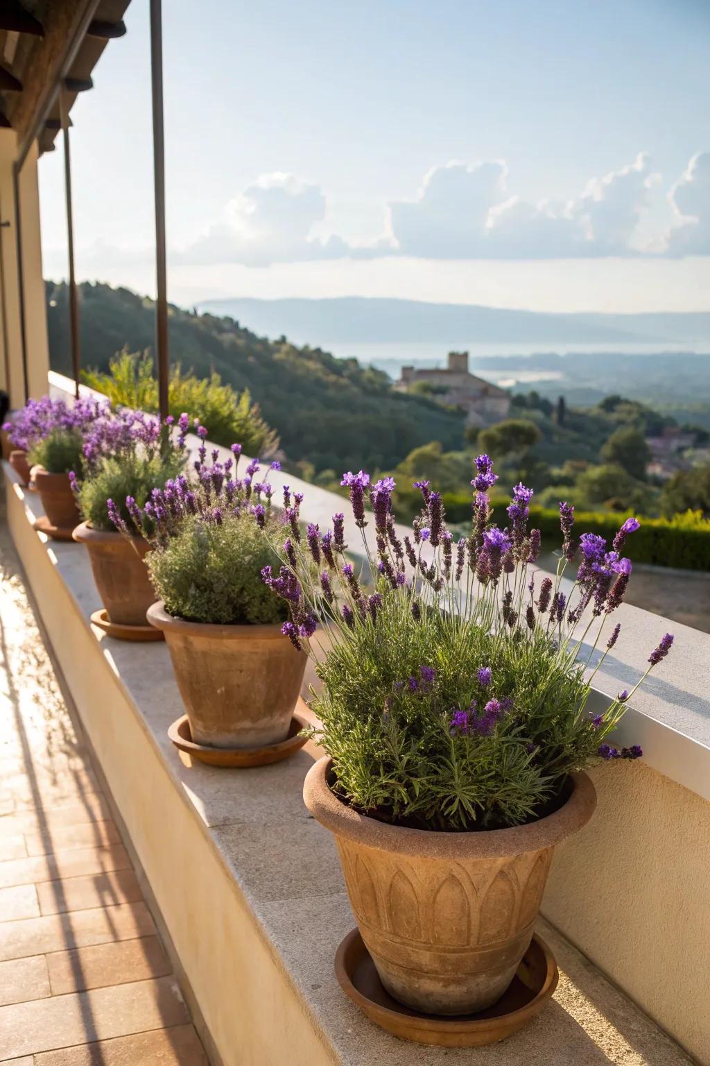 Lavender flora delivering a calming ambiance to the veranda.