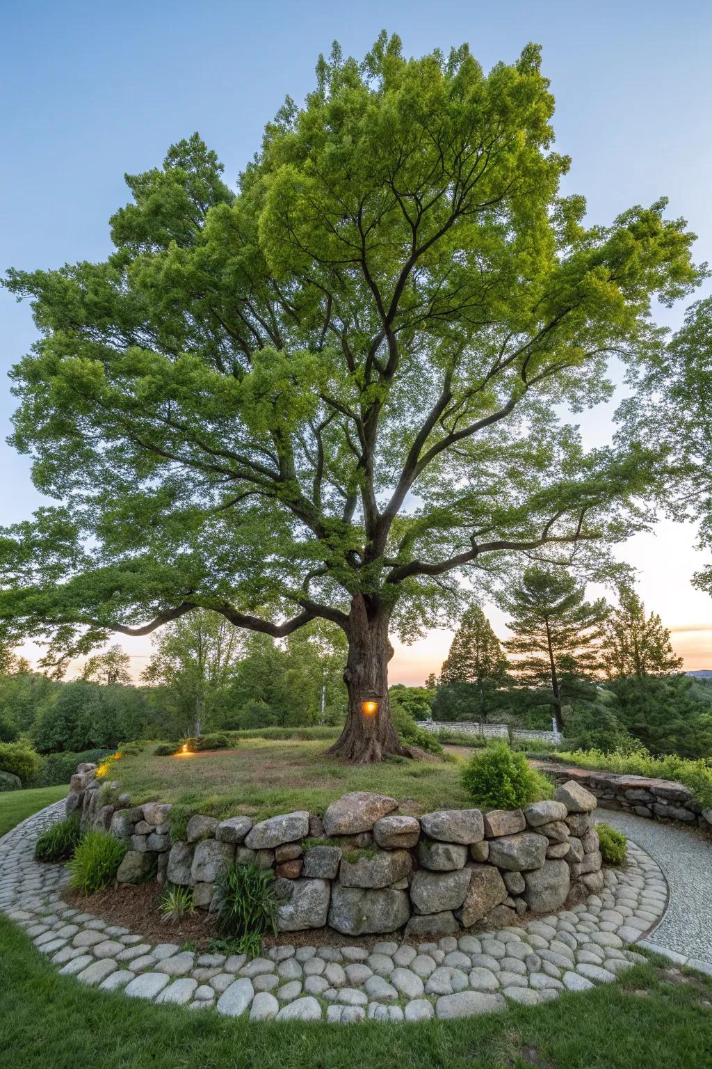 Stone walls can emphasize special trees, elevating garden focal points.