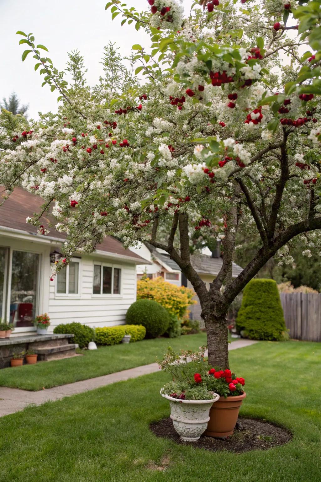 A Prunus &times; 'Evans' offering fruit and floral beauty to a yard.