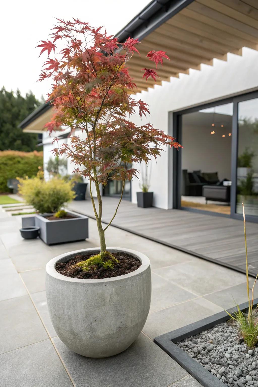 Modernity meets nature showcasing a Japanese maple in a solidified clay pot.