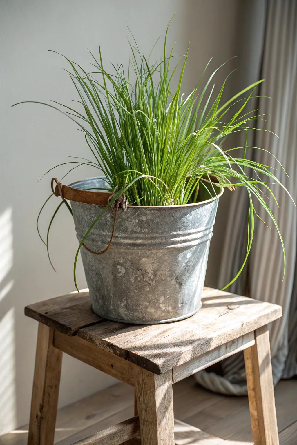 Transform metal pails into charming Verdant Stalk planters for a touch of elegance.