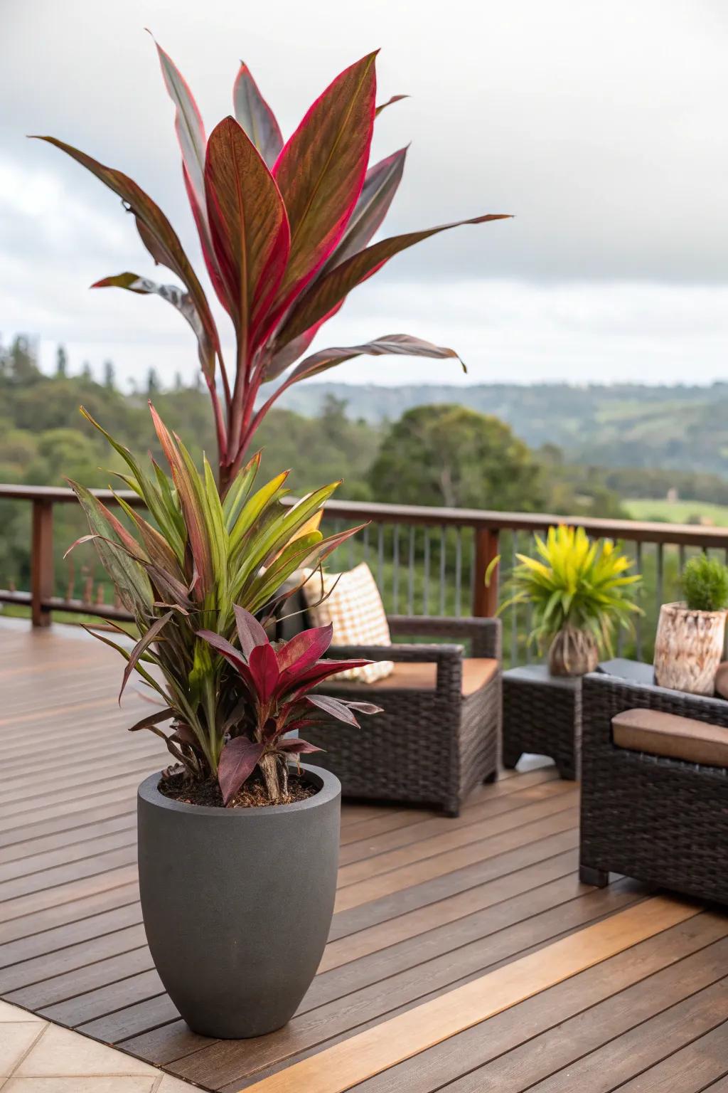 Transform your deck with a statement plant, creating a captivating focal point.