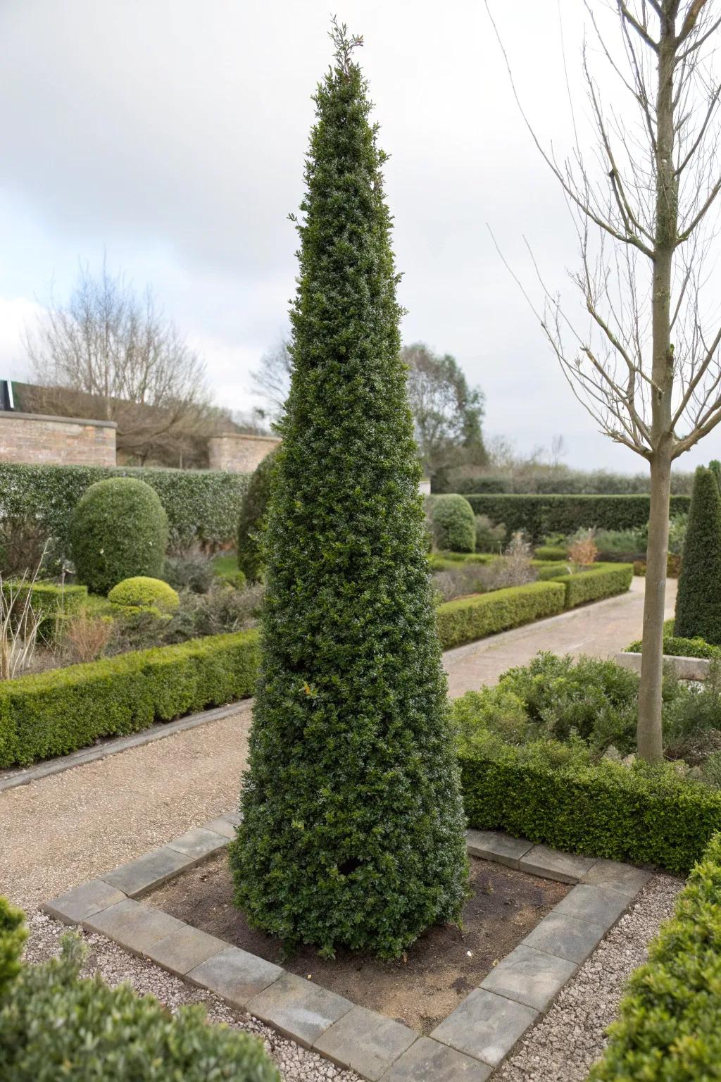 Heavenly Stalk Holly is suited ideally to narrow, vertical hedging resolutions.