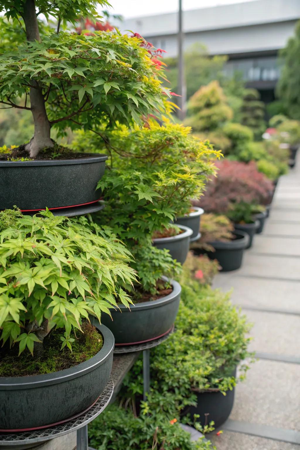 Tiered elegance through layered planters highlighting Japanese maples.