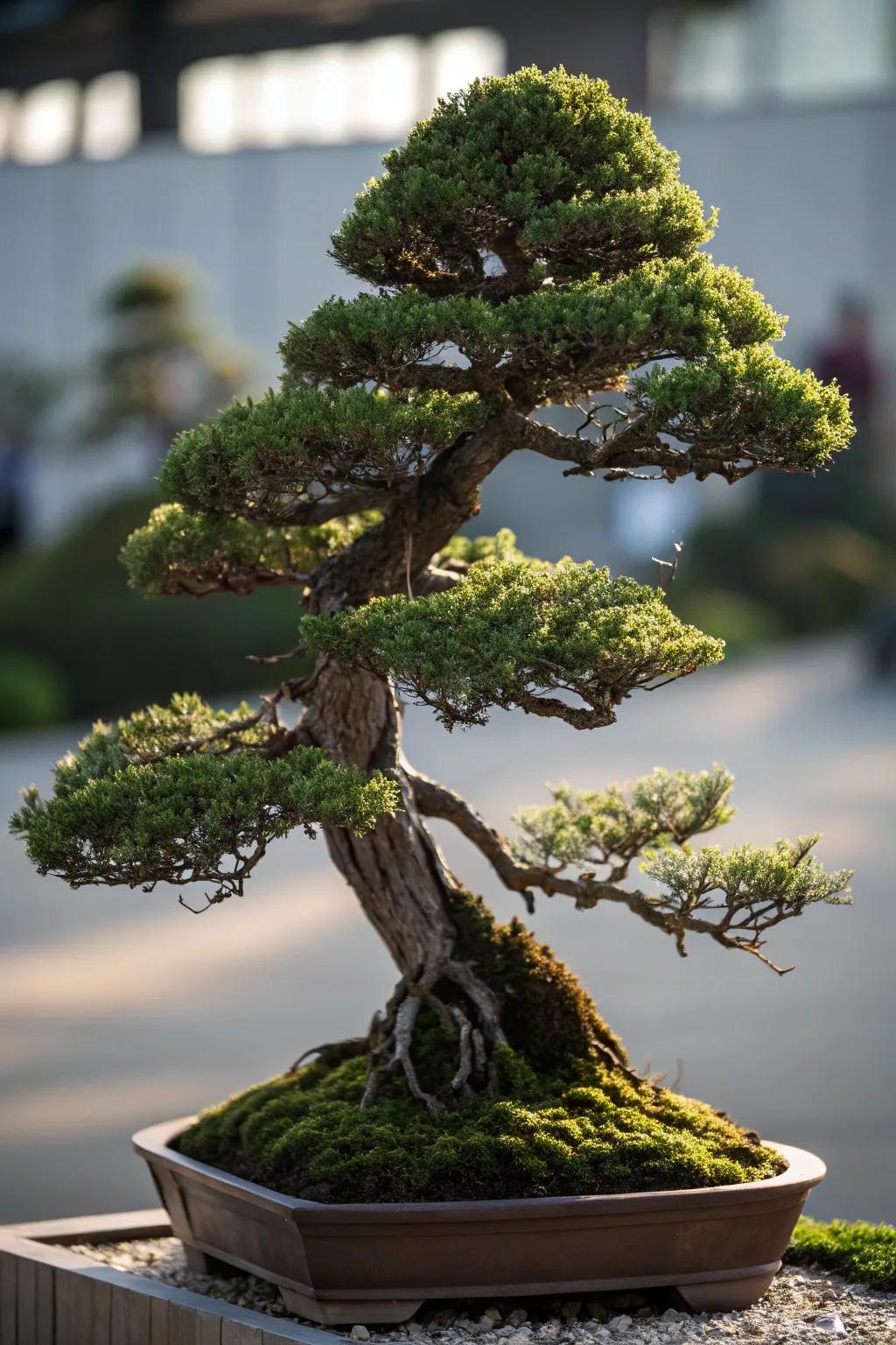 A multi-peak juniper bonsai presenting a mountain-like silhouette.