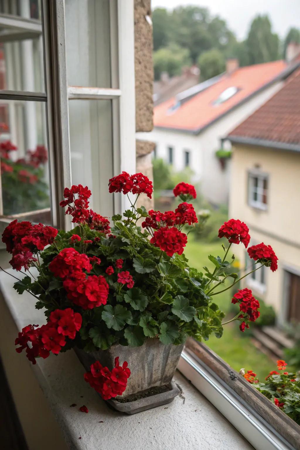 Romantic scarlet hues realized through deep geraniums.