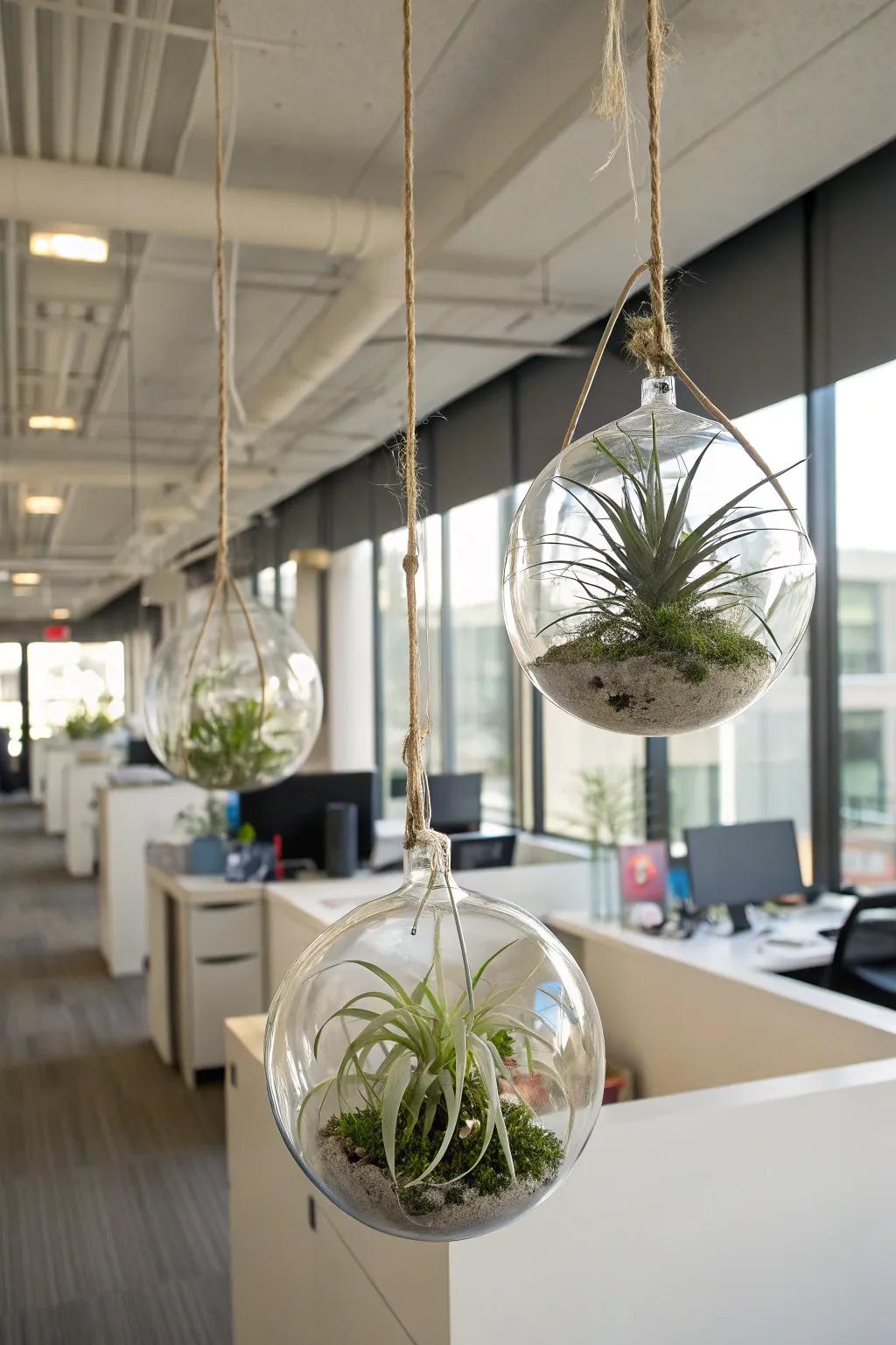 Create minimalist displays using flexible aero flora.