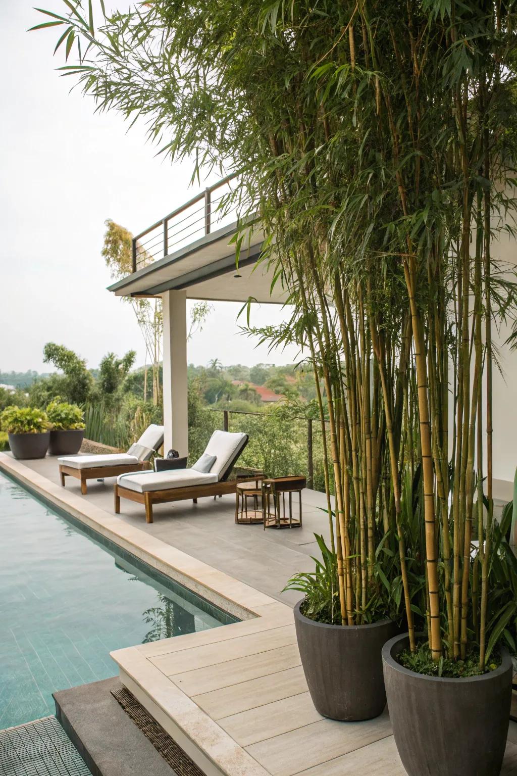 Ensure privacy with bamboo plants.