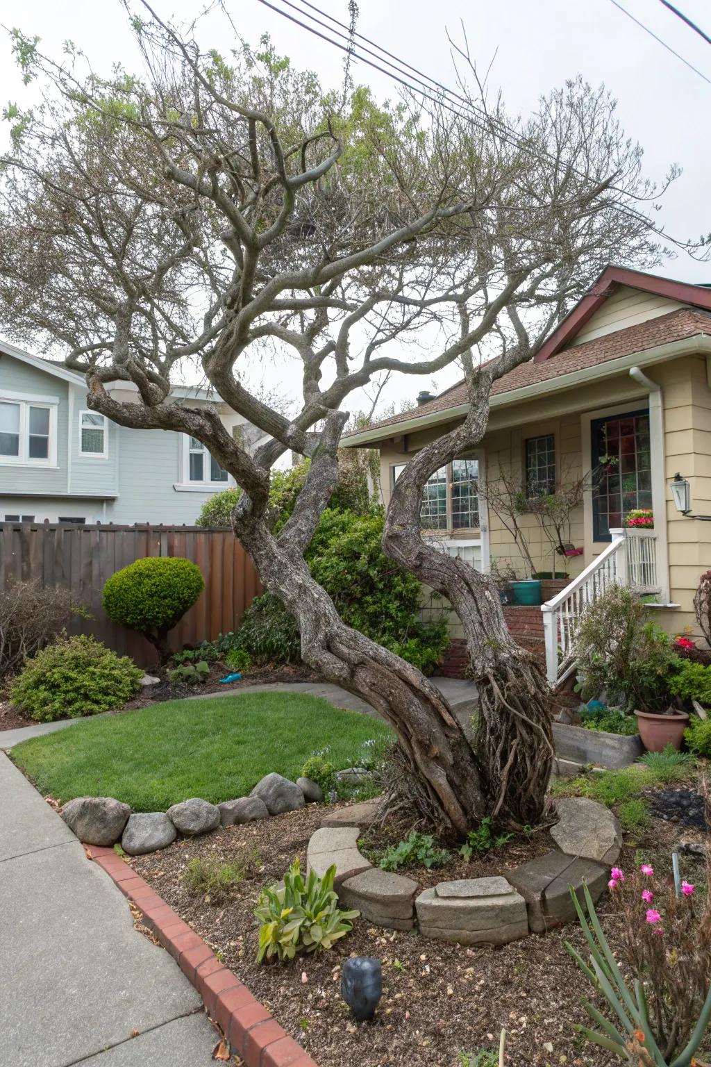 A Corylus avellana 'Contorta' adding a unique artistic element.