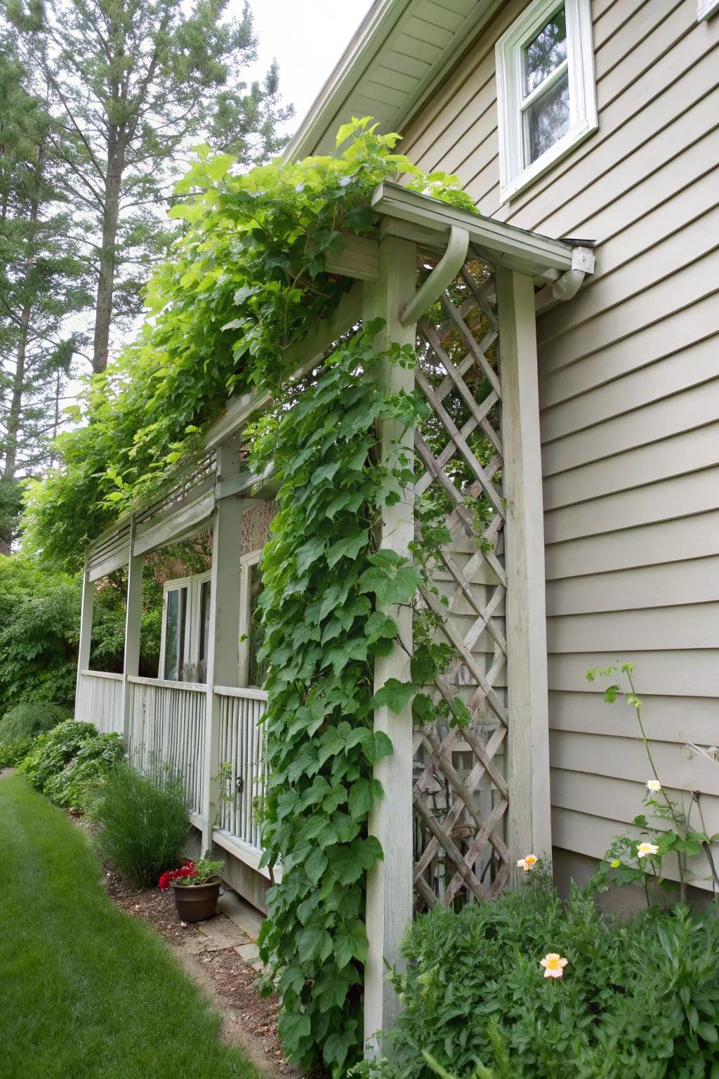 Climbing vines soften architectural lines and add greenery.