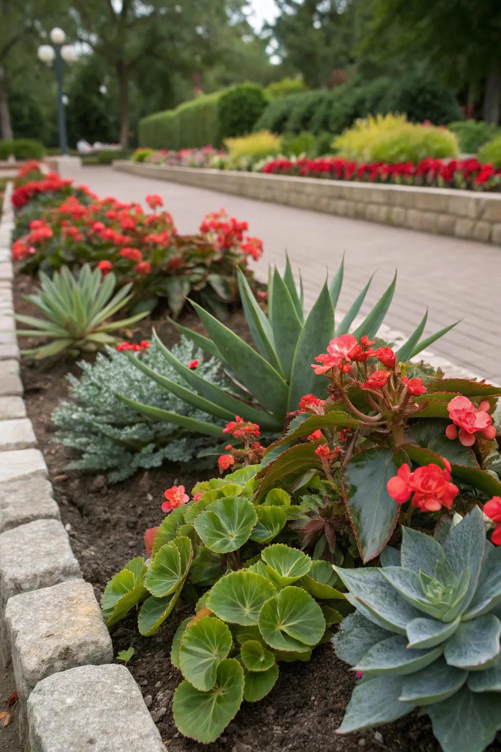 'EverGlows' and succulents create a unique and contrasting garden display.