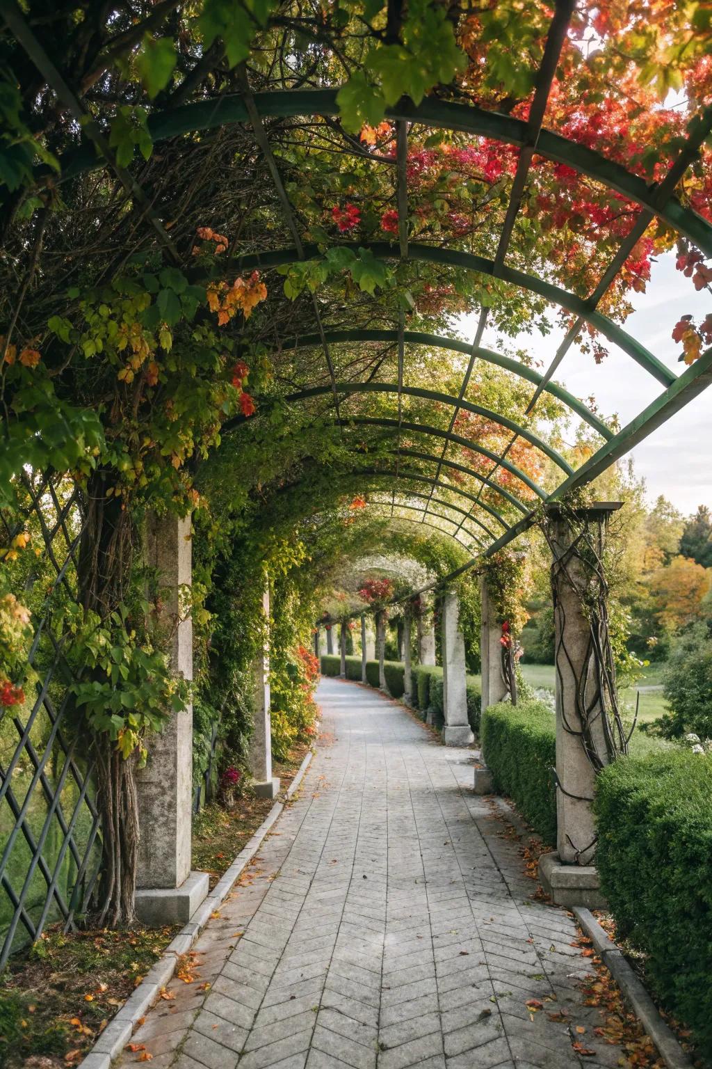 An enchanting path framed by a climbing frame with climbing greenery.