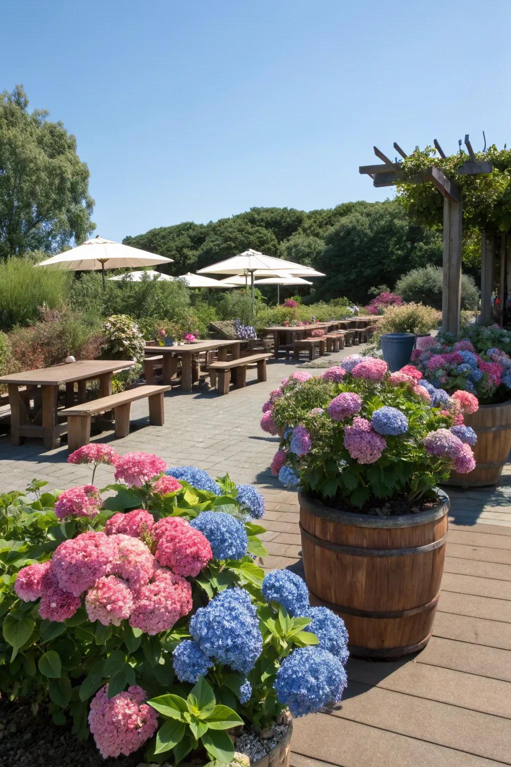 Pots of hydrangeas fashion a lush, welcoming patio atmosphere.