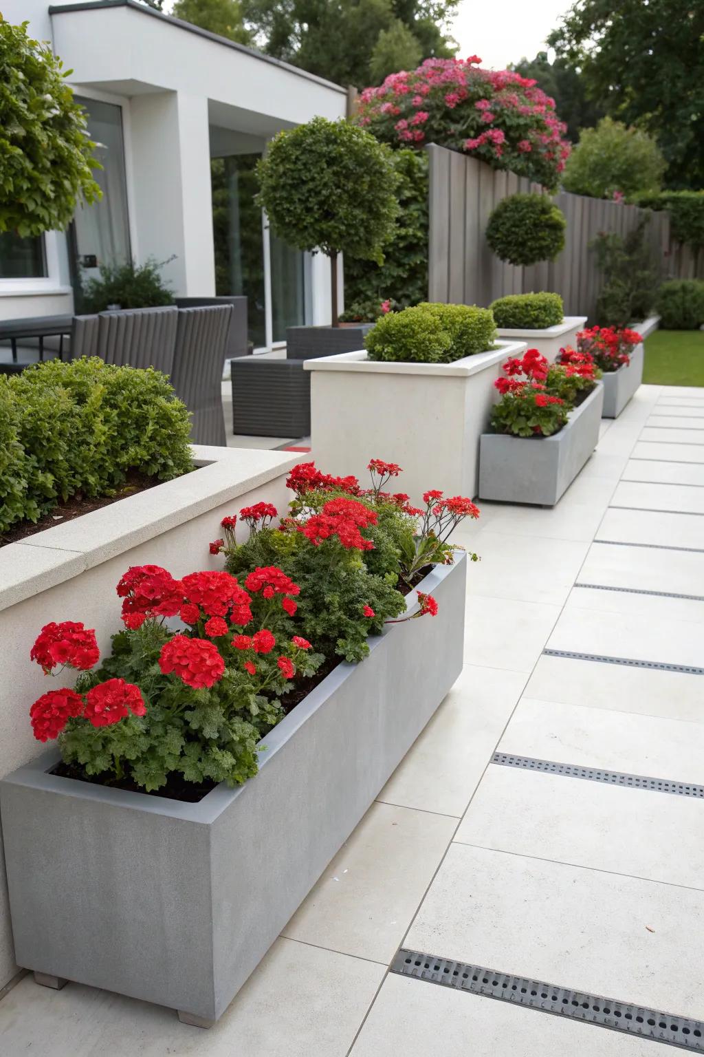 Sleek compact beds provide a modern backdrop for bright geraniums.