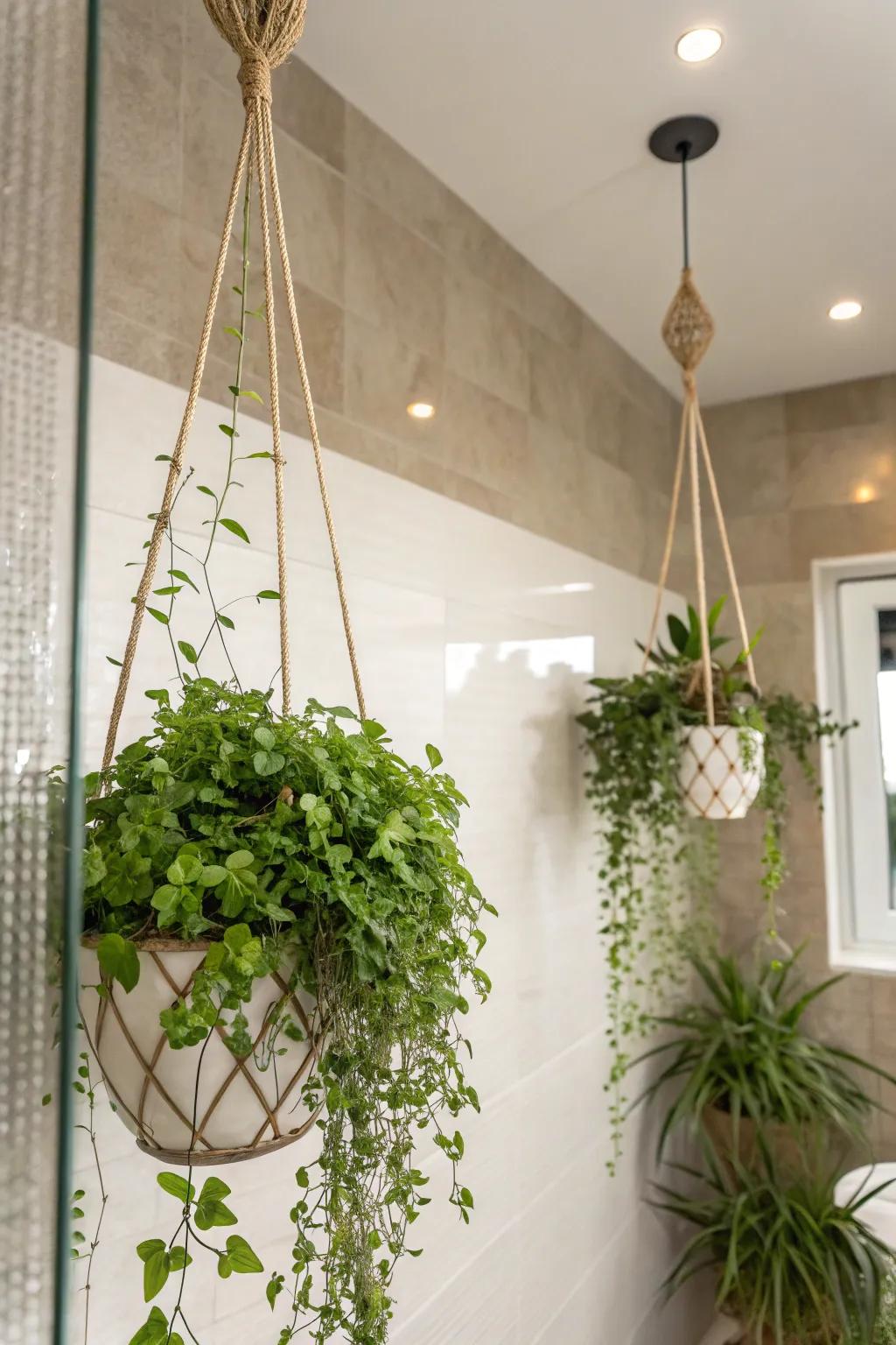 Hanging plants enhance the shower environment with beauty and freshness.