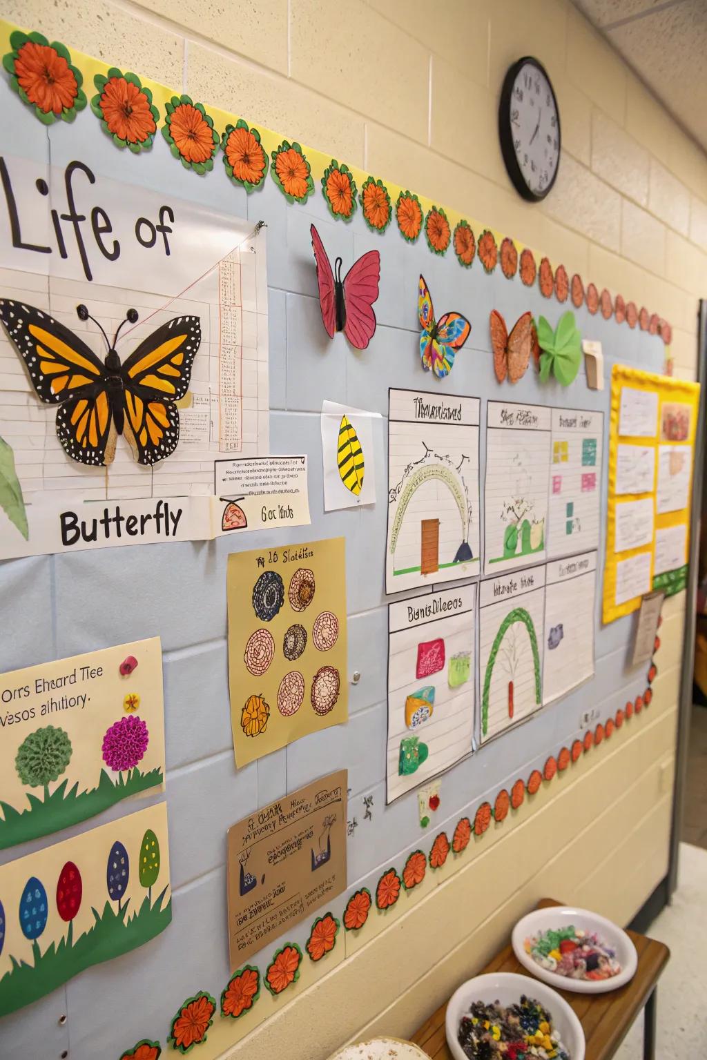 An educational bulletin board displaying the butterfly's life cycle.