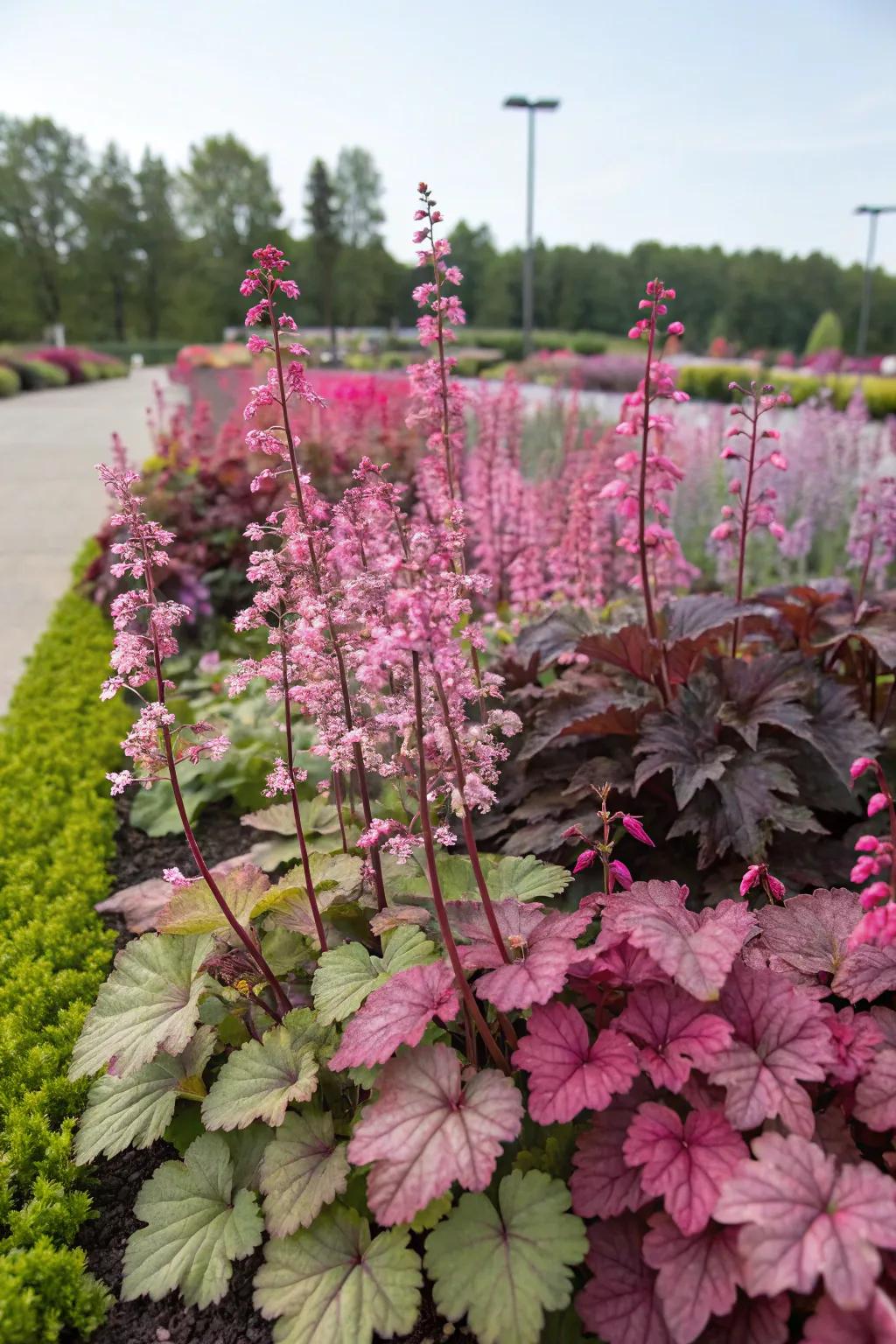 A mass planting of coral bells creates a stunning and vibrant garden display.