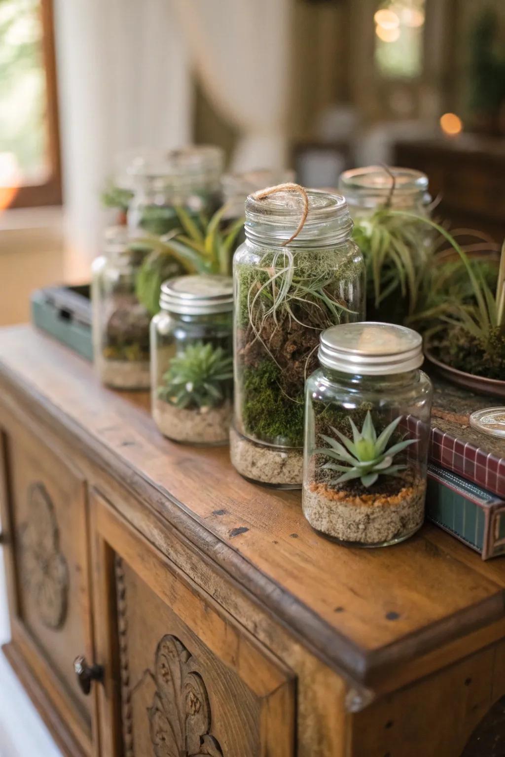 Assorted vats featuring air plants, radiating an artistic presentation.