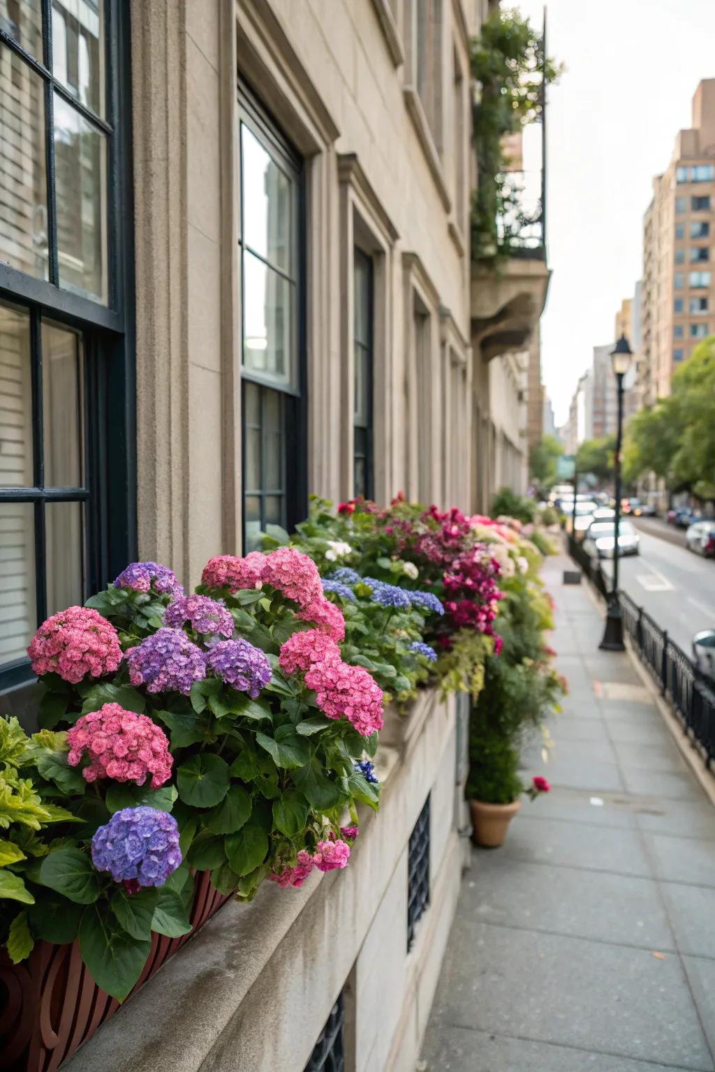 Hydrangeas in window boxes introduce vibrant curb appeal.