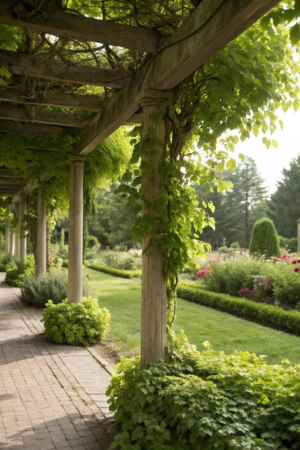 Living herb pergola for a green canopy.