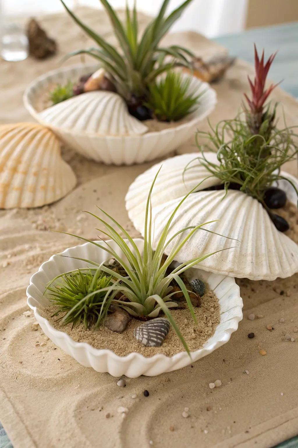Coastal shells showcasing air plants, radiating a coastal vibe.