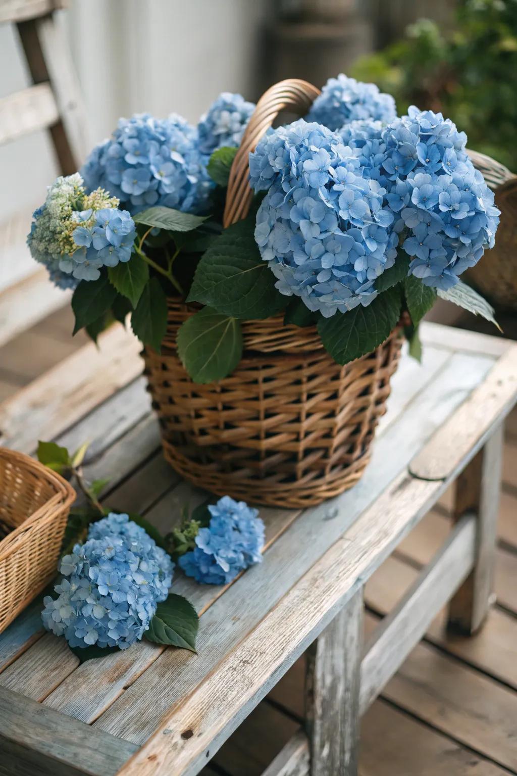 Azure hydrangeas spill from a rustic basket, adding countryside charm.
