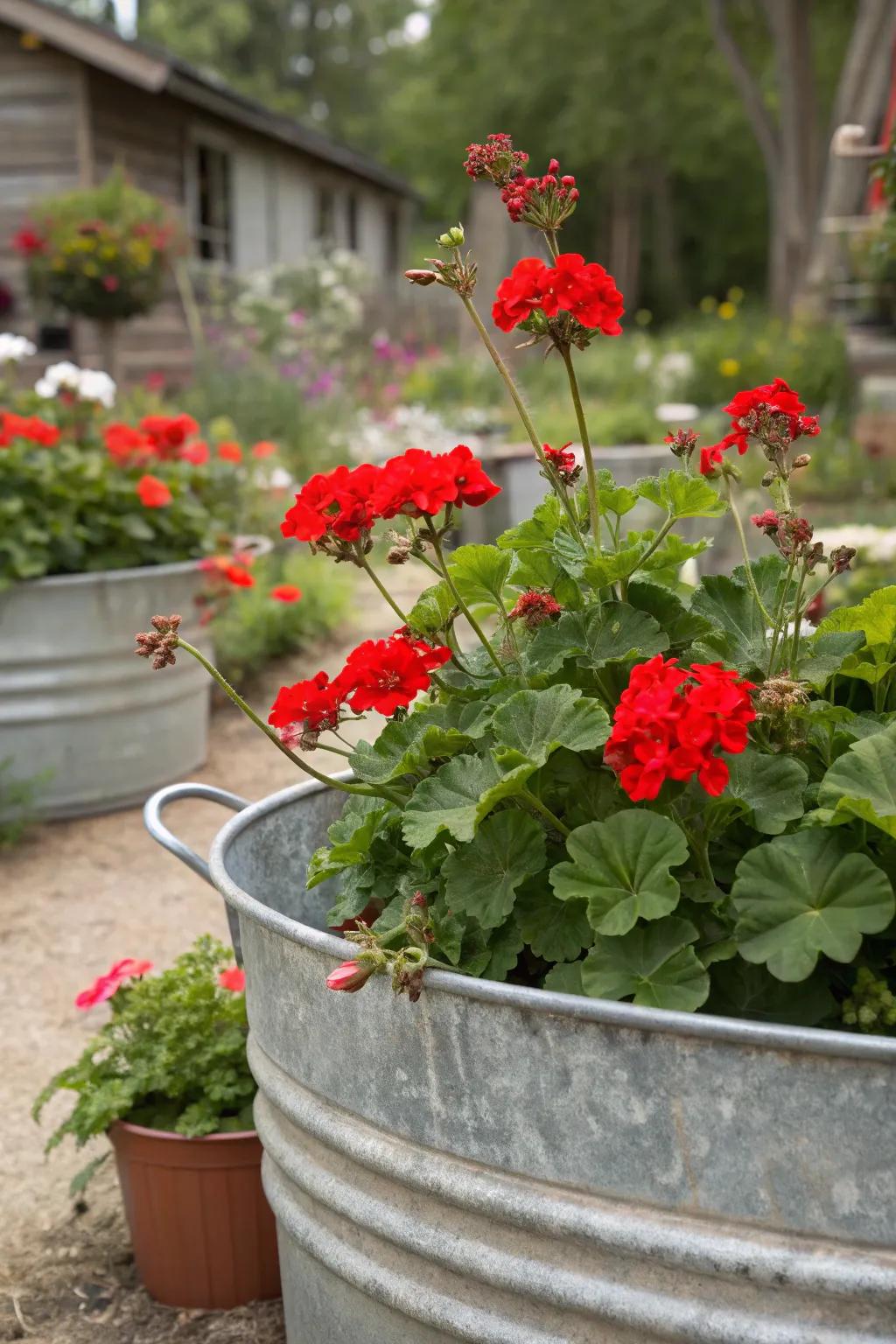 A galvanized steel tub brimming with vibrant red geraniums, radiating farmhouse-chic appeal.