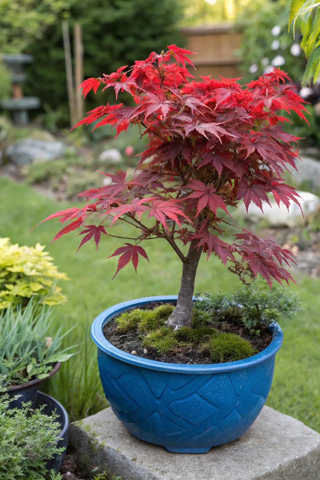 A captivating contrast featuring a red Japanese maple set against an azure pot.