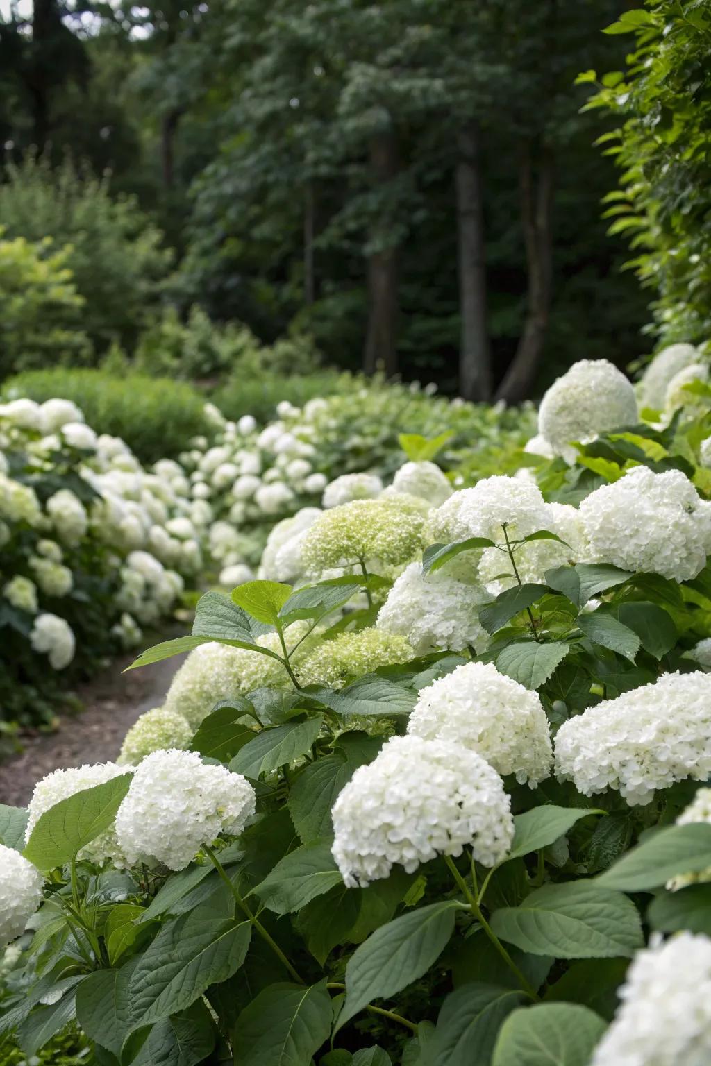 White hydrangeas contribute a rich fullness to your garden's landscape.
