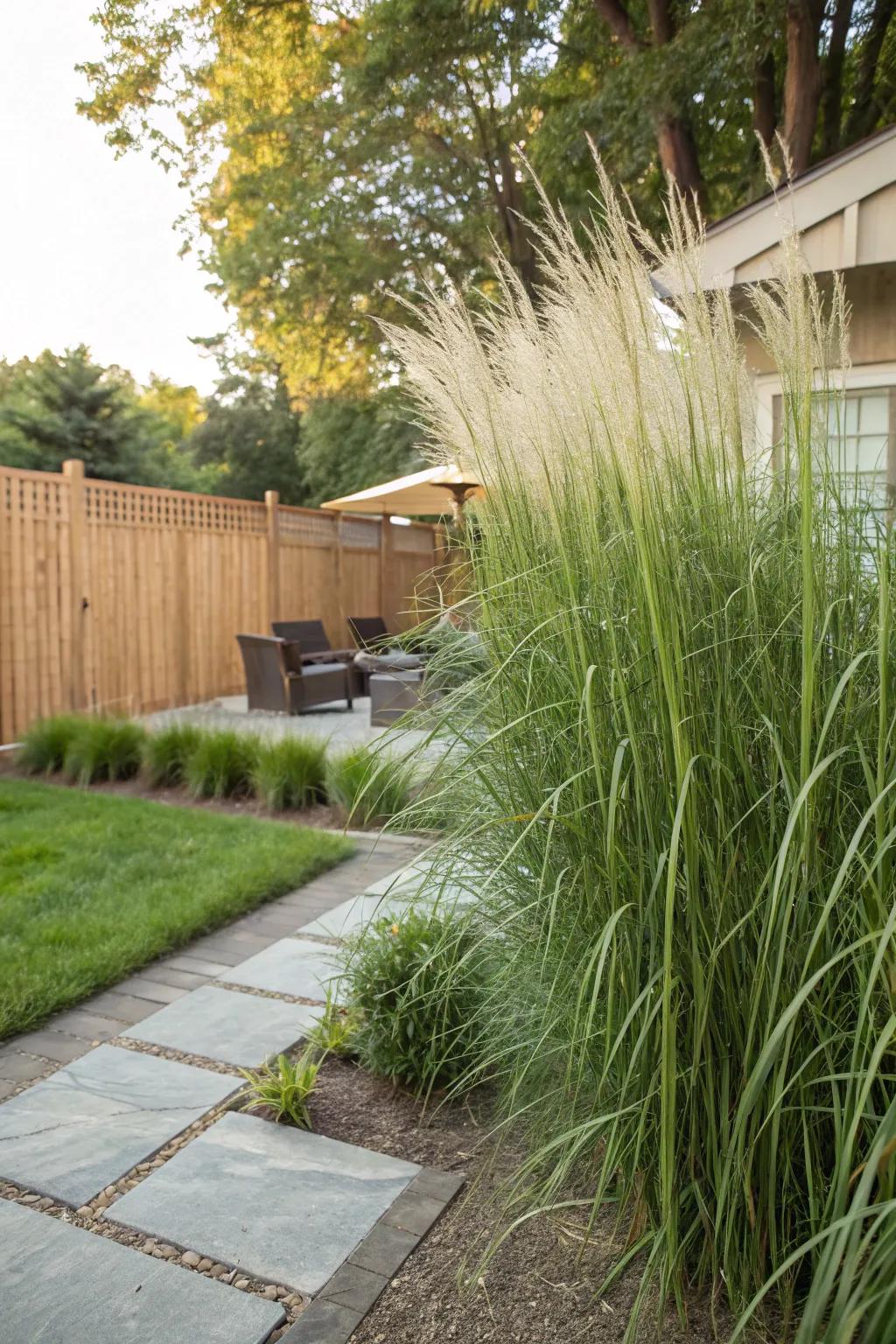 Upright Reed Grass creates a tall, elegant privacy barrier.