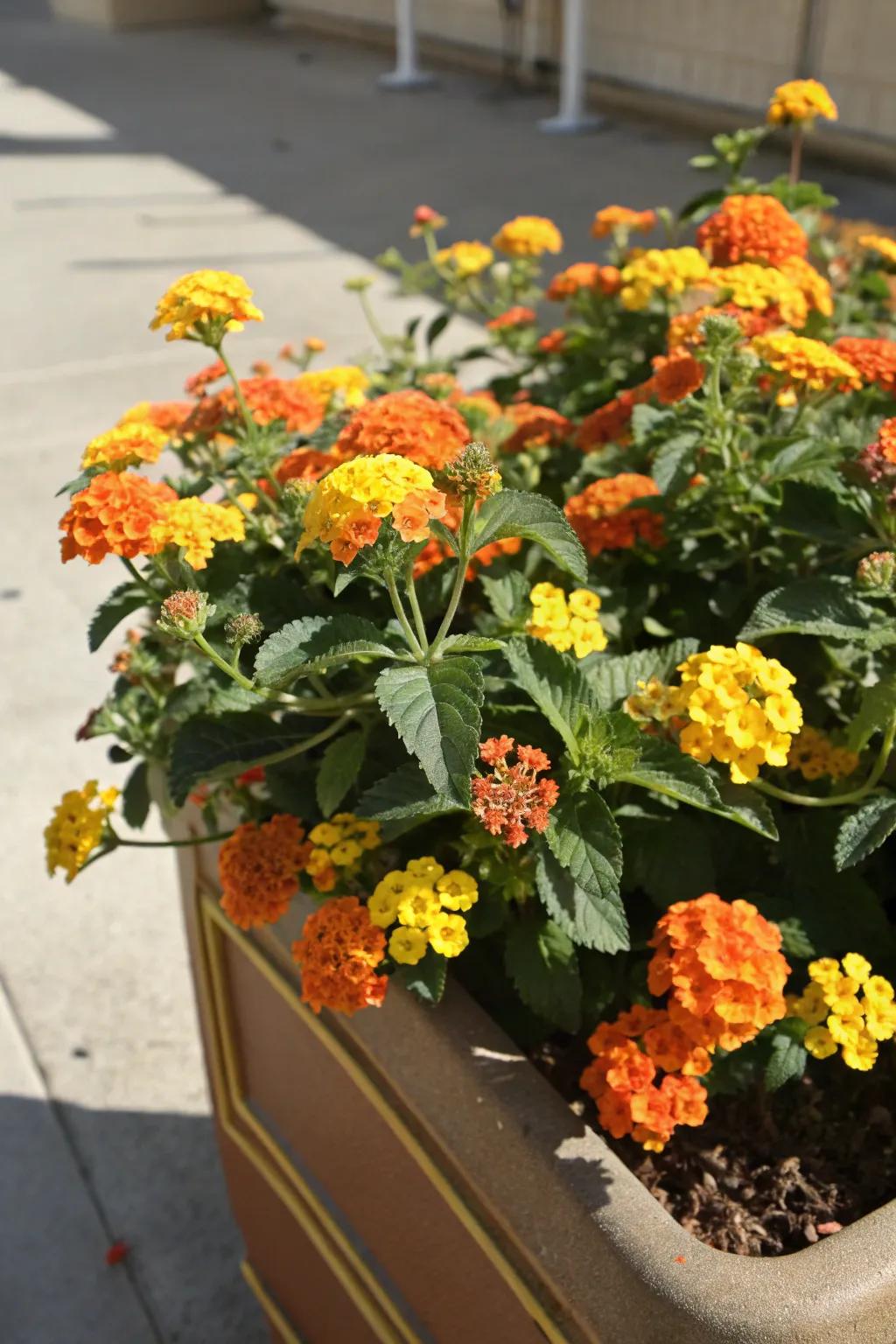 Lantanas imbue the garden with a tropical essence.