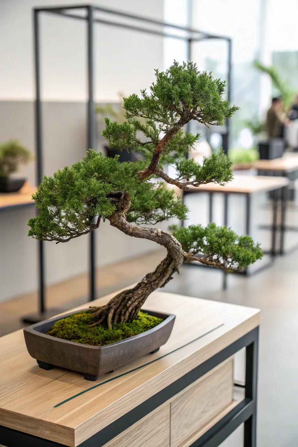 A leaning juniper bonsai presenting a striking detail on a sleek wooden shelf.