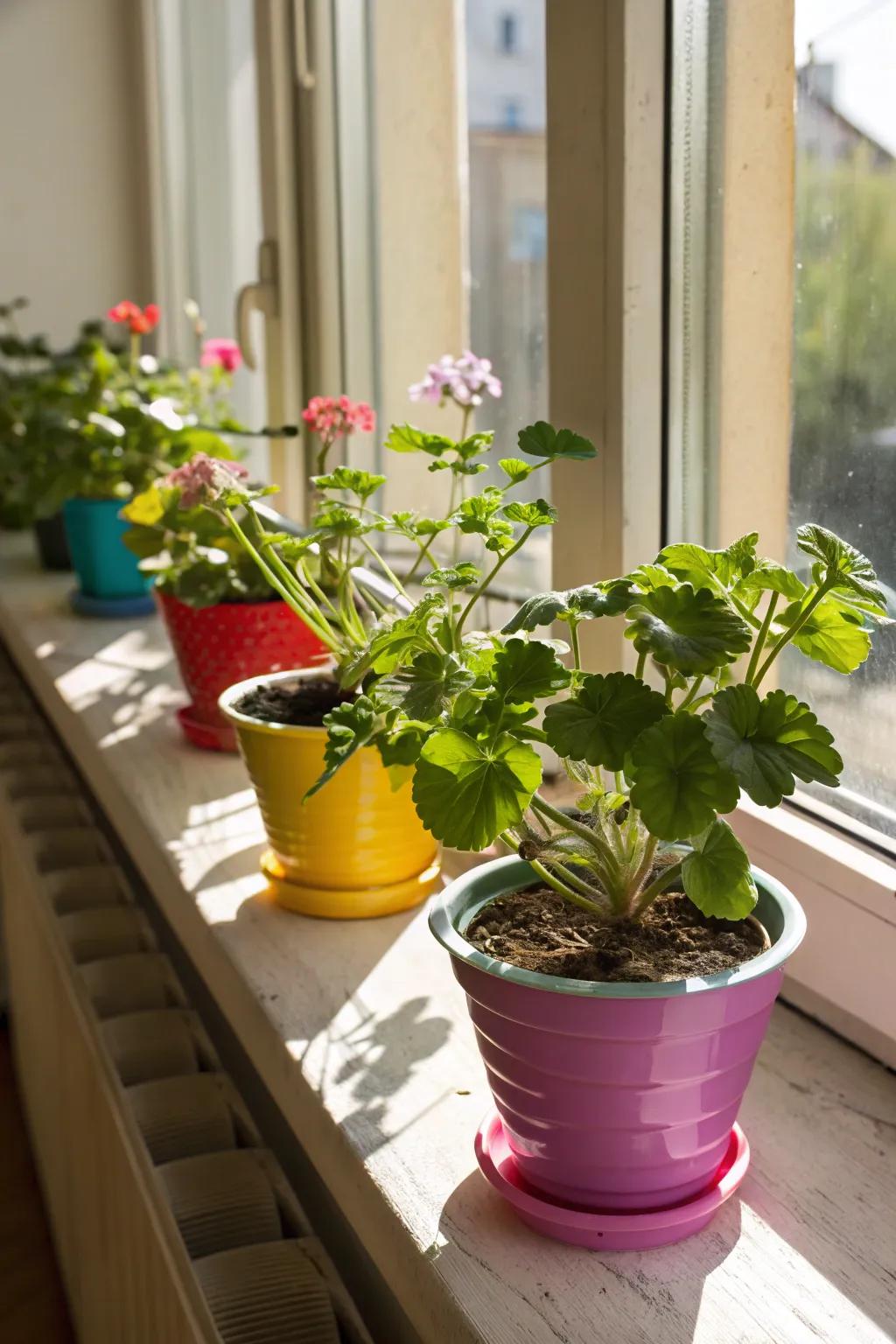 Metamorphose your window ledges into magnificent plant exhibits.