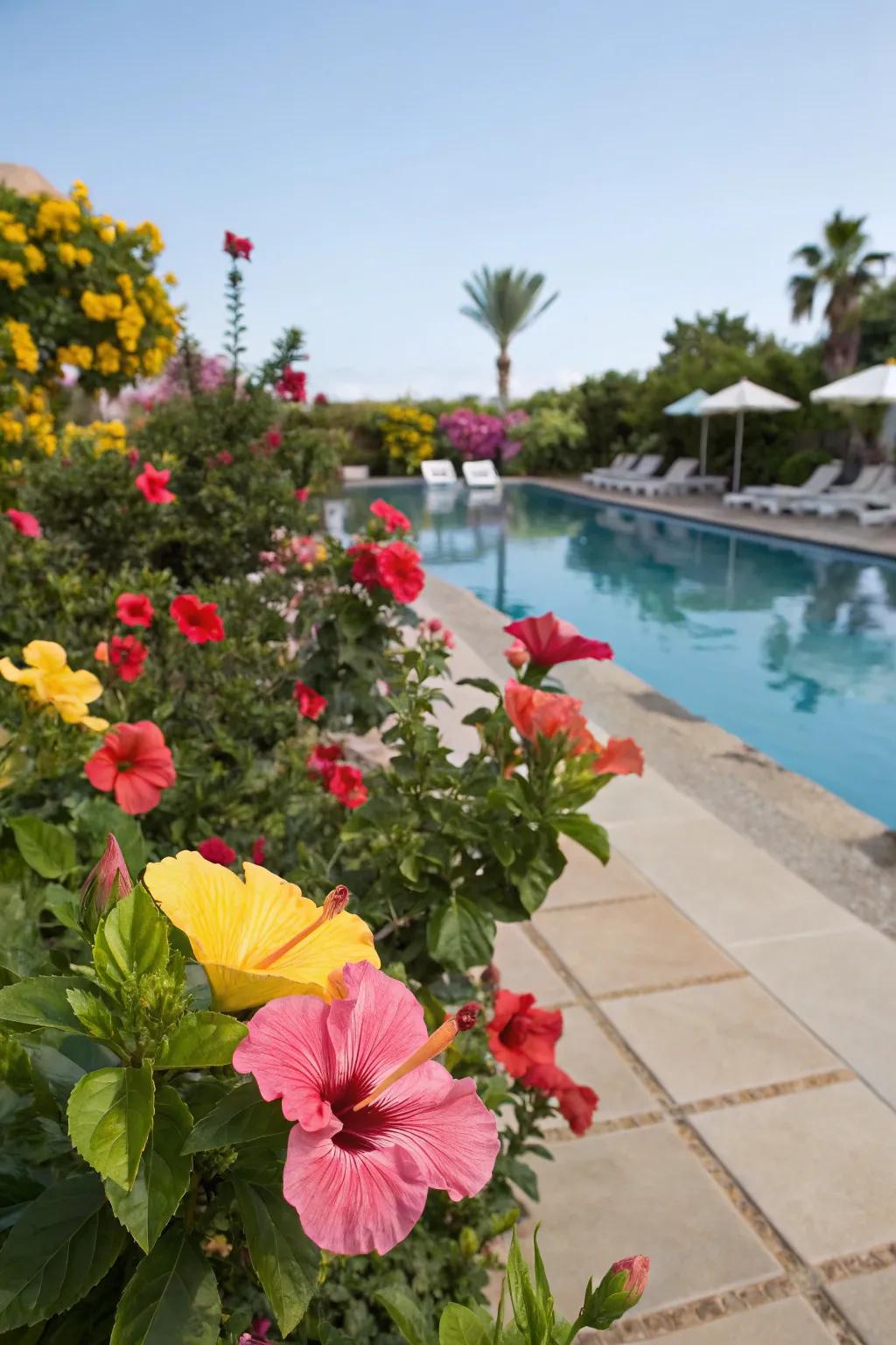 Hibiscus blooms add lively color and vibrancy to your poolside.