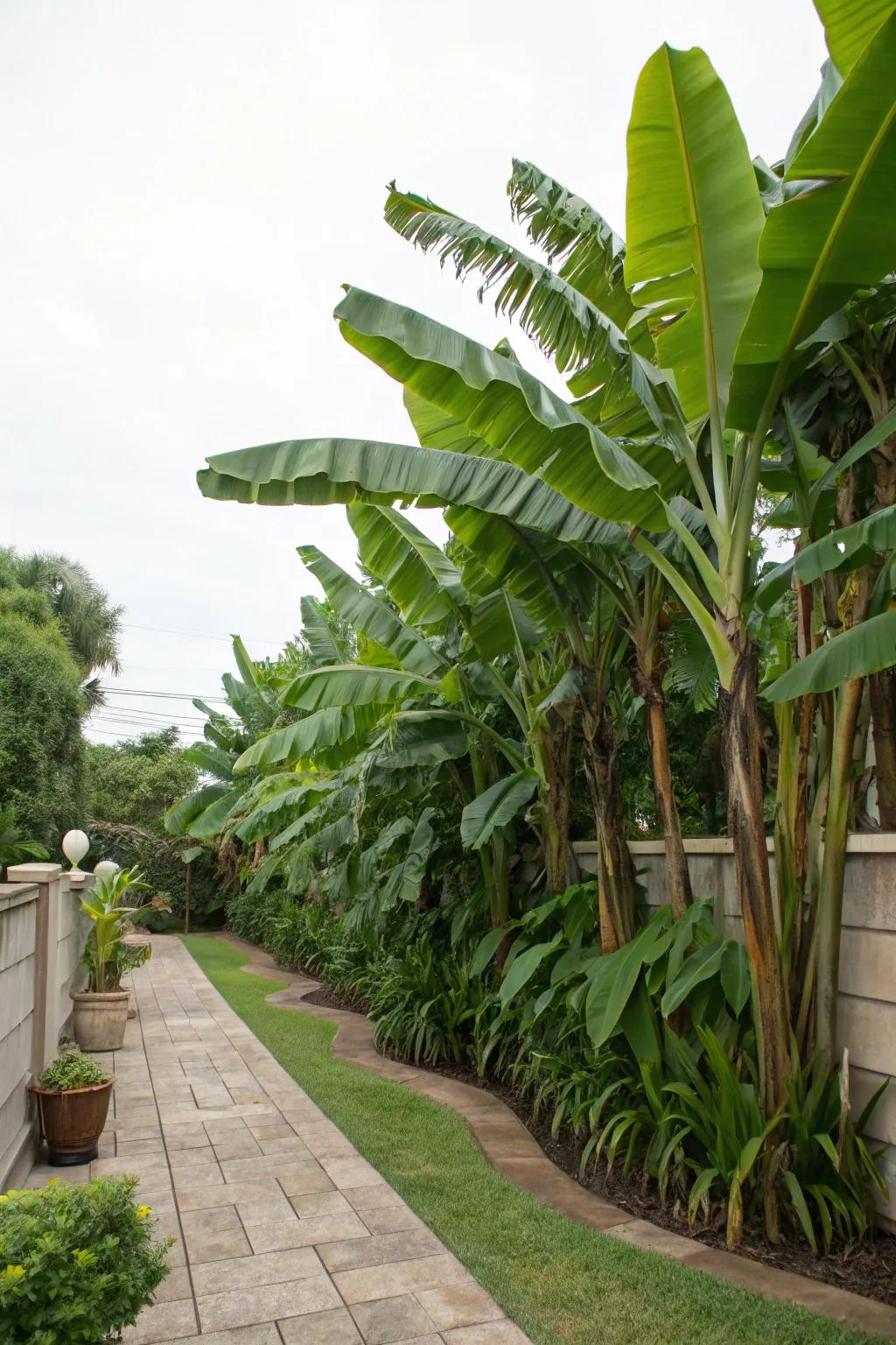 Attain solitude with a natural banana tree barrier.