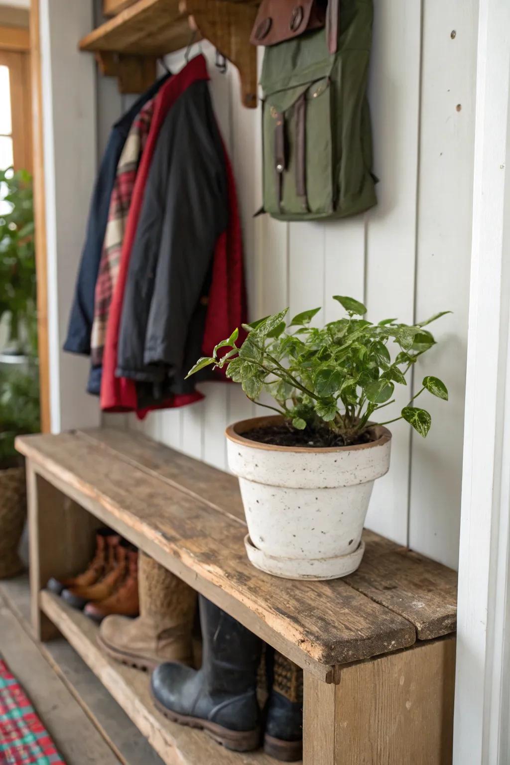 A touch of greenery adds a refreshing vibe to this mudroom.