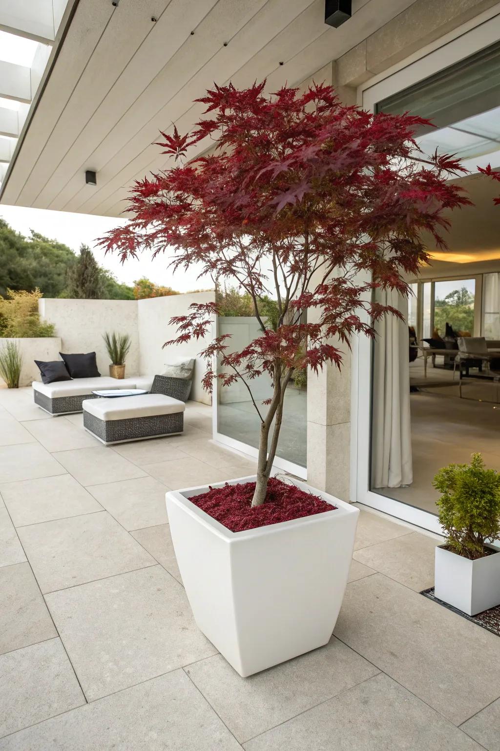 Simplicity perfected with a Japanese maple showcased in a minimalist container.