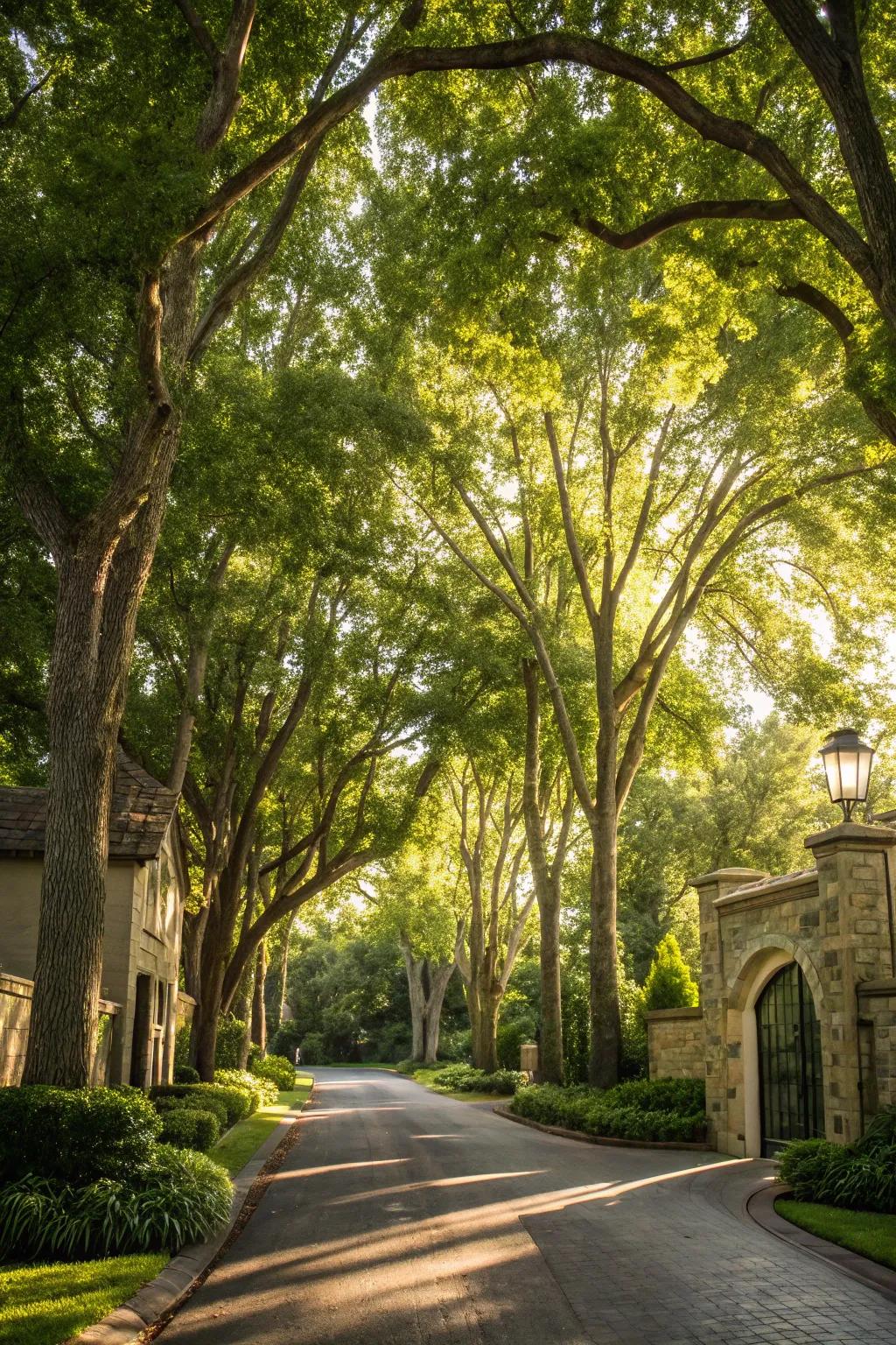 Towering trees forming a magnificent entrance.