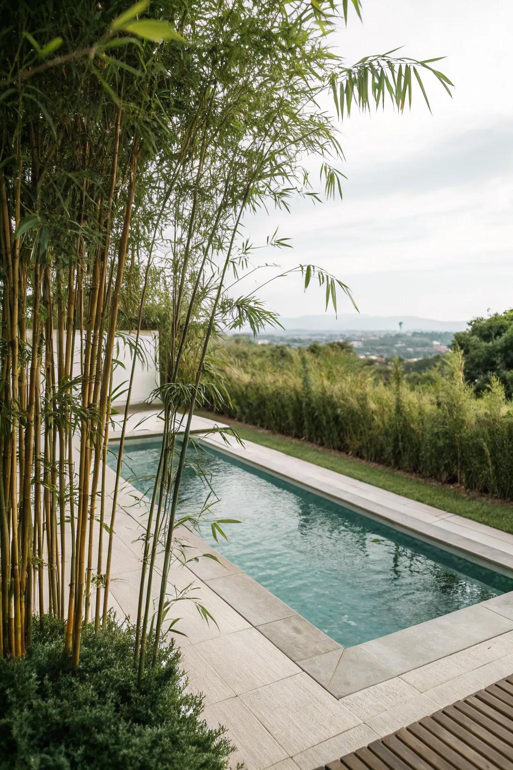 Bamboo provides both elegance and privacy for poolside sanctuaries.