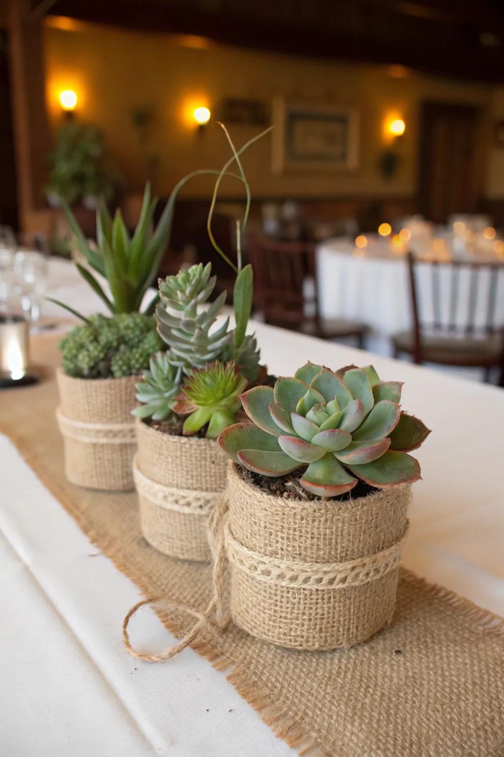 Hardy succulents inside burlap vessels present rustic elegance.